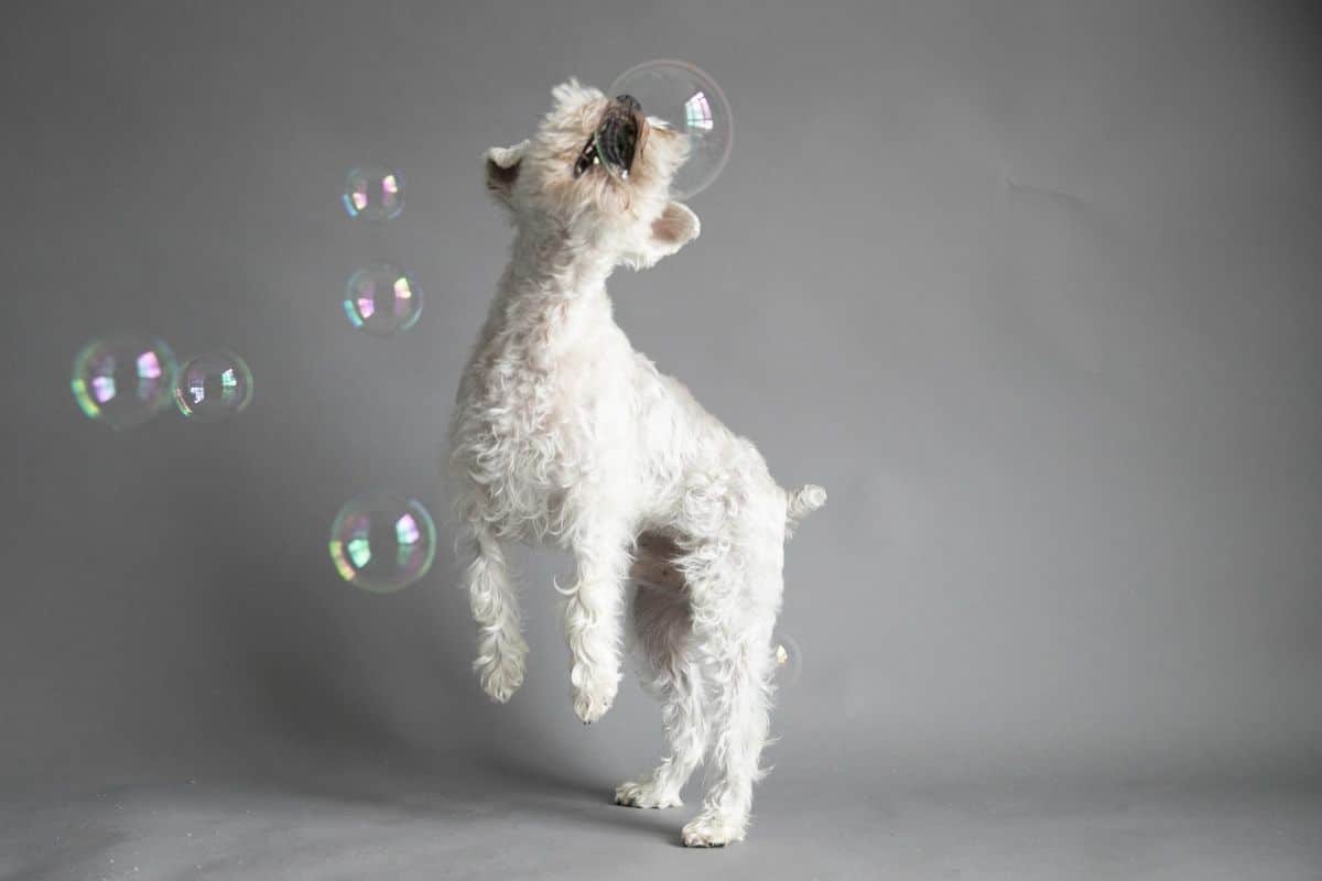 small curly white dog surrounded by soap bubbles and trying to catch a giant soap bubble