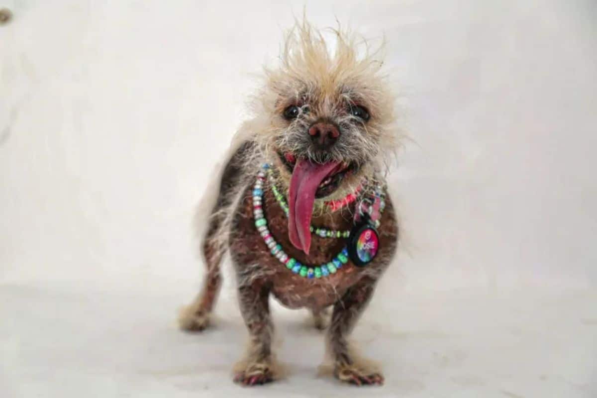 small dog with some light brown fur on the head and here and there on the body wearing colourful bead necklaces
