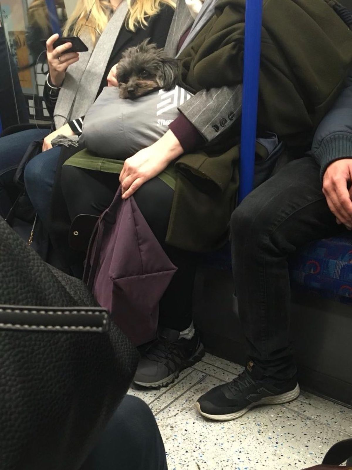 small fluffy black and brown dog in a grey bag on someone's lap surrounded by people on a train