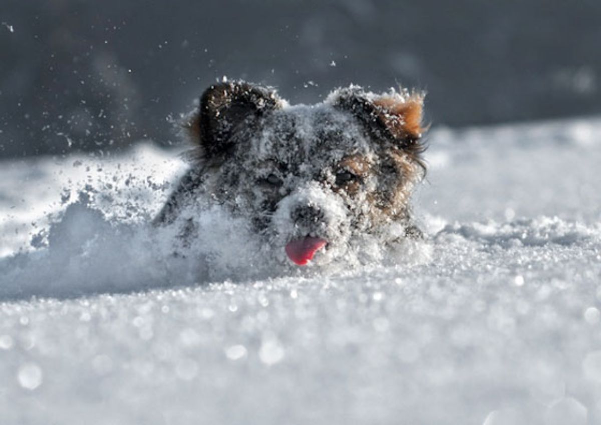 small fluffy black and brown dog running in snow and covered in snow