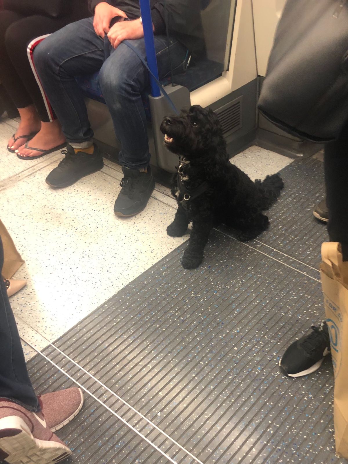 small fluffy black dog on a leash sitting on a train floor surrounded by people