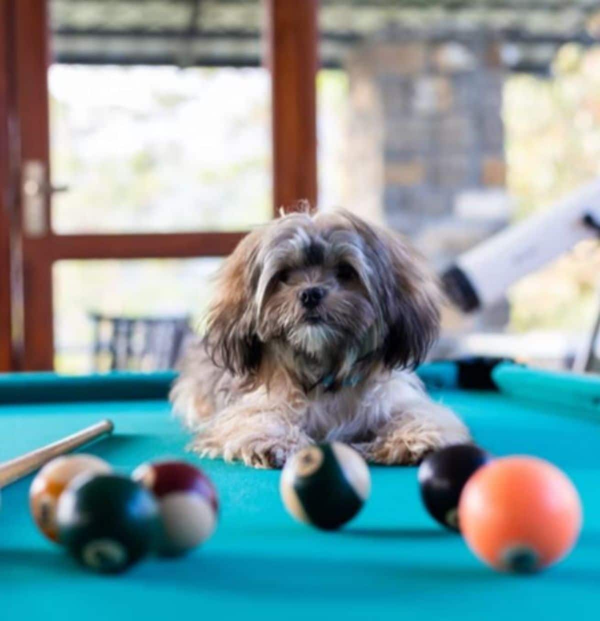 small fluffy brown and white dog laying on a blue pool table