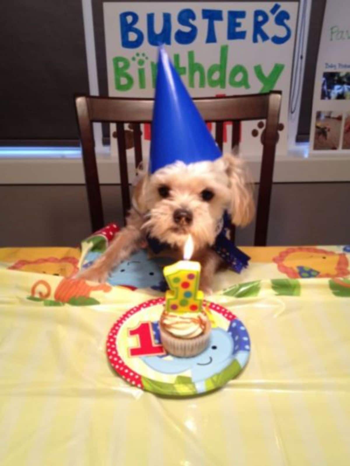 small fluffy brown dog in blue party hat sitting in front of a cupcake with a large 1 candle