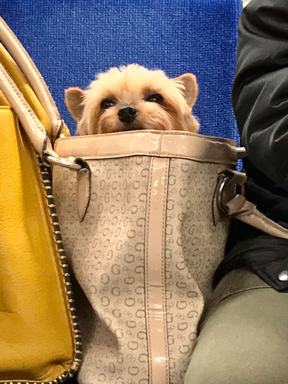 small fluffy brown dog inside a brown handbag on a blue train seat between a yellow bag and a person