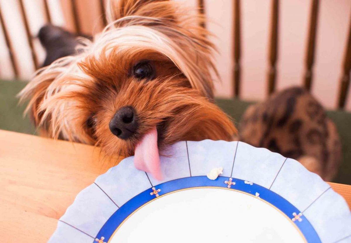 small fluffy brown dog leaping up to lick a ble and white paper plate on a wooden table