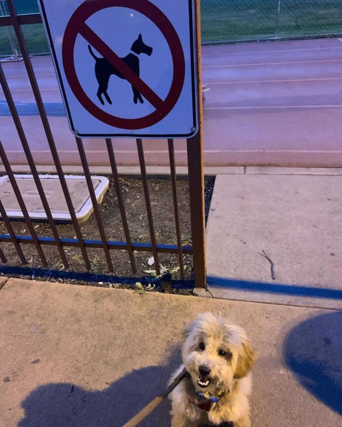 small fluffy brown dog sitting next to a no dogs allowed sign on a gate