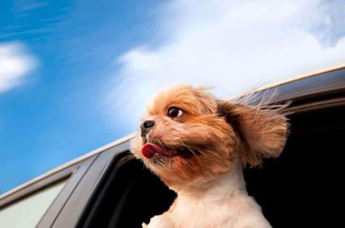 small fluffy brown dog sticking the head out of a car window and the wind is blowing back the fur