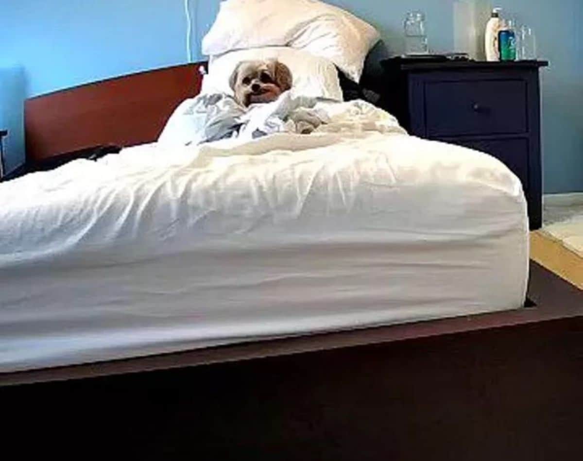 small fluffy brown dog tucked under a white blanket on a white bed with white pillows