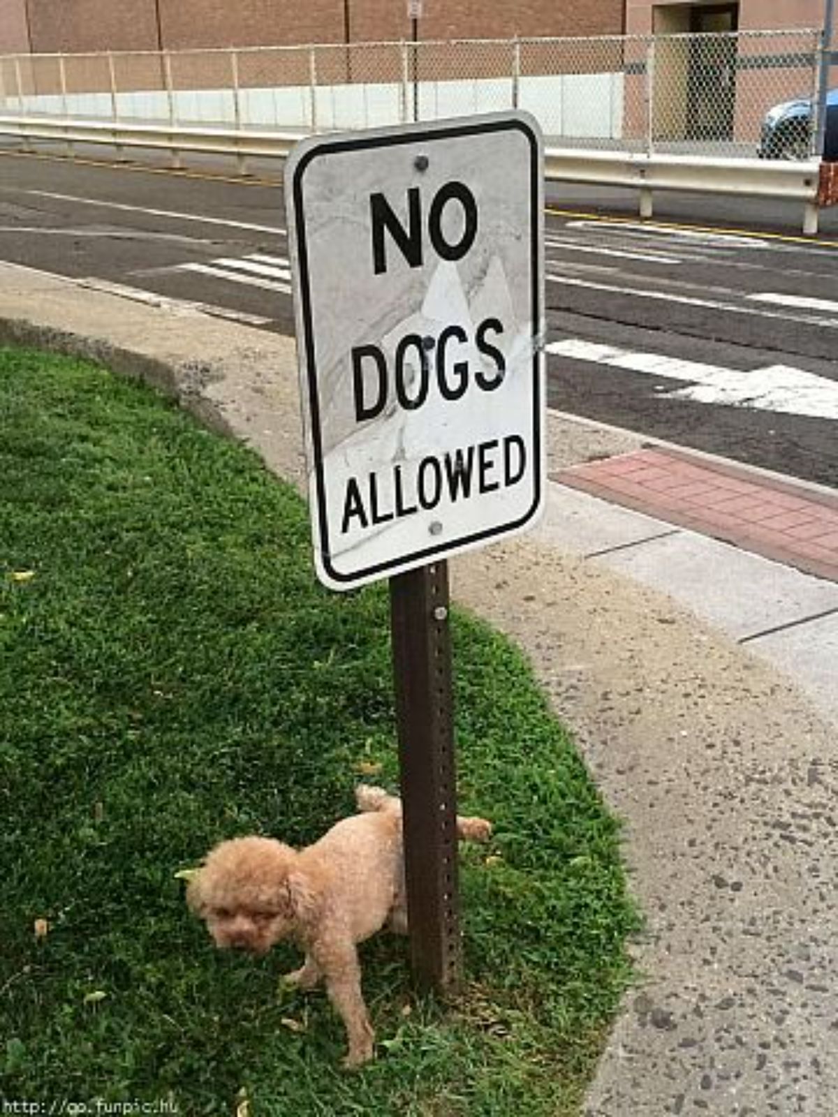small fluffy brown dog urinating on a NO DOGS ALLOWED sign