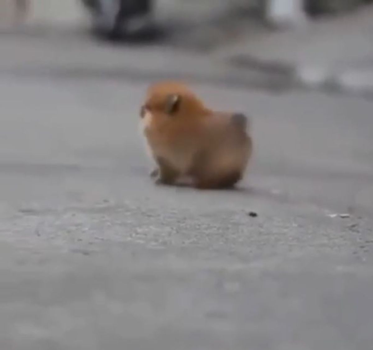 small fluffy brown puppy standing on a road