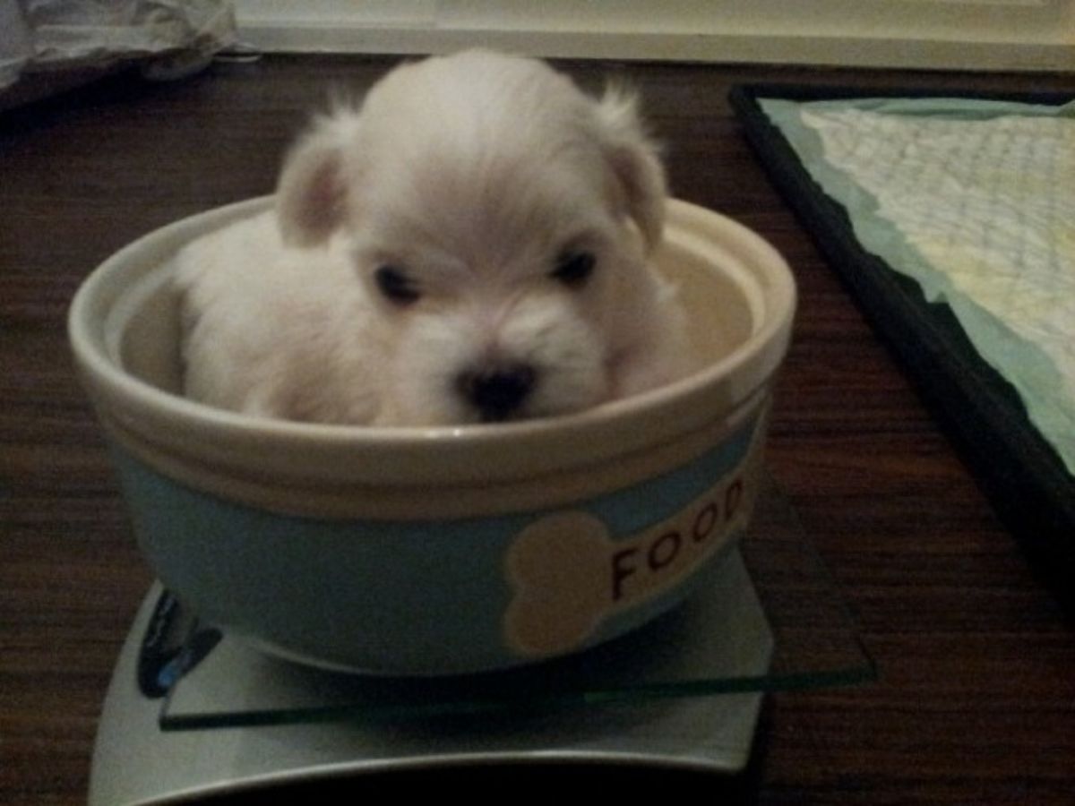 small fluffy puppy sitting inside a blue and white ceramic food bowl