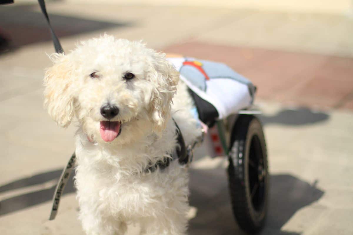 small fluffy smiling white dog in a wheelchair