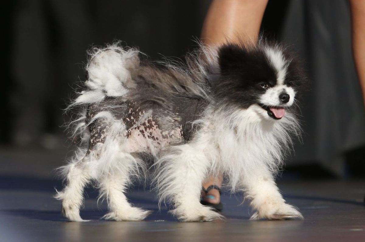 small fluffy white and black dog with some fur missing on the body