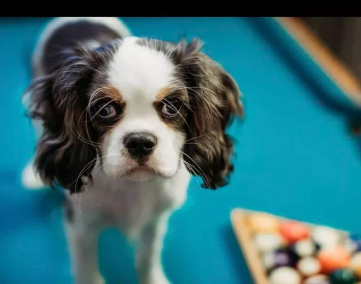 small fluffy white and black spaniel standing on a blue pool table