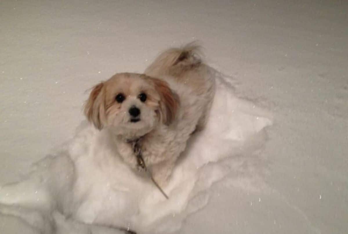 small fluffy white and brown dog standing in a mound of snow