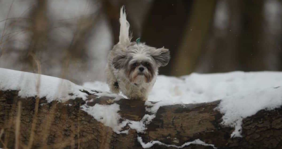 small fluffy white black and brown dog running over a log in snow