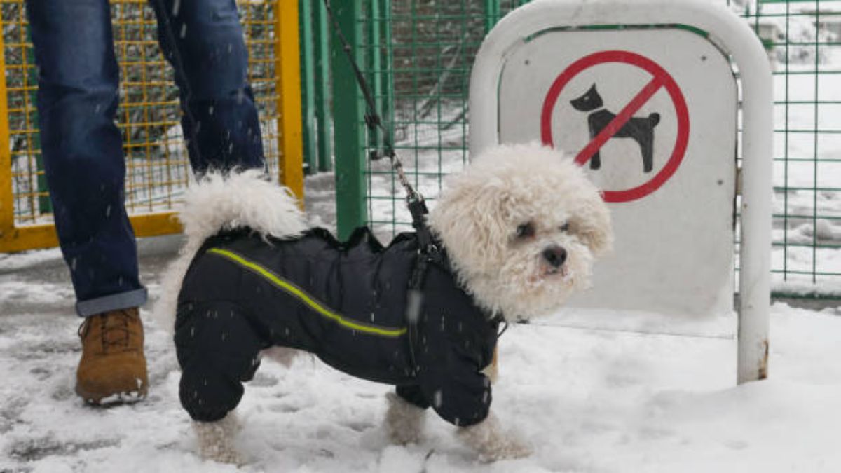 small fluffy white dog in a black coat standing on snow next to a no dogs allowed sign