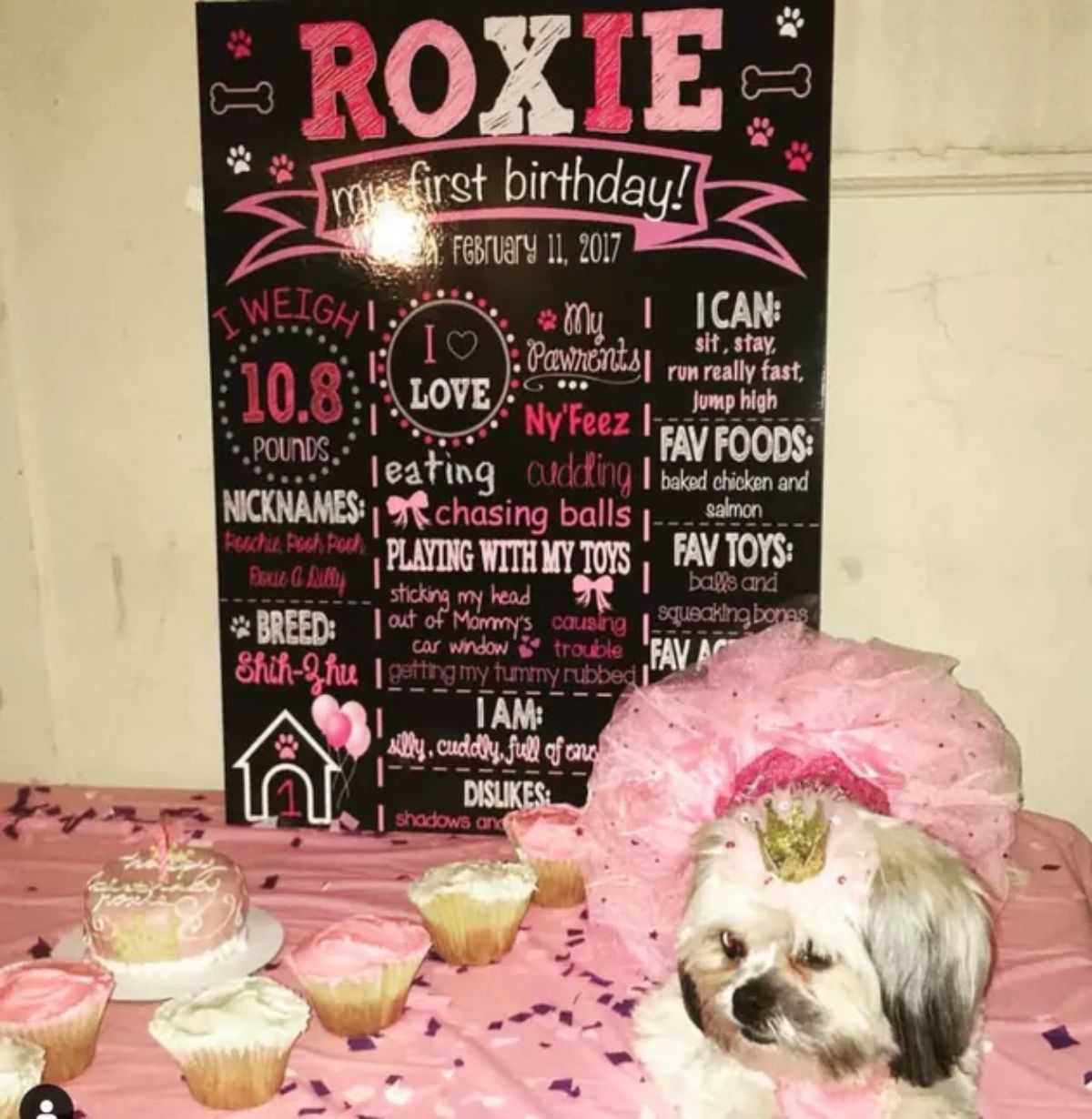 small fluffy white dog in a pink dress next to a birthday cake and cupcakes with a board about her first year behind her