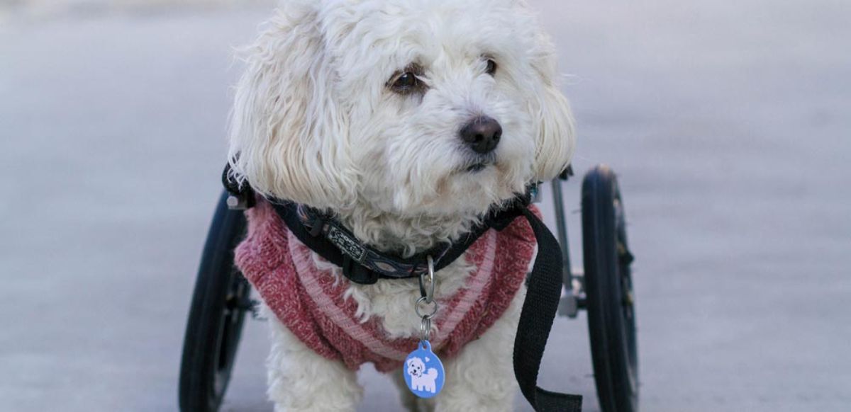small fluffy white dog in a wheelchair