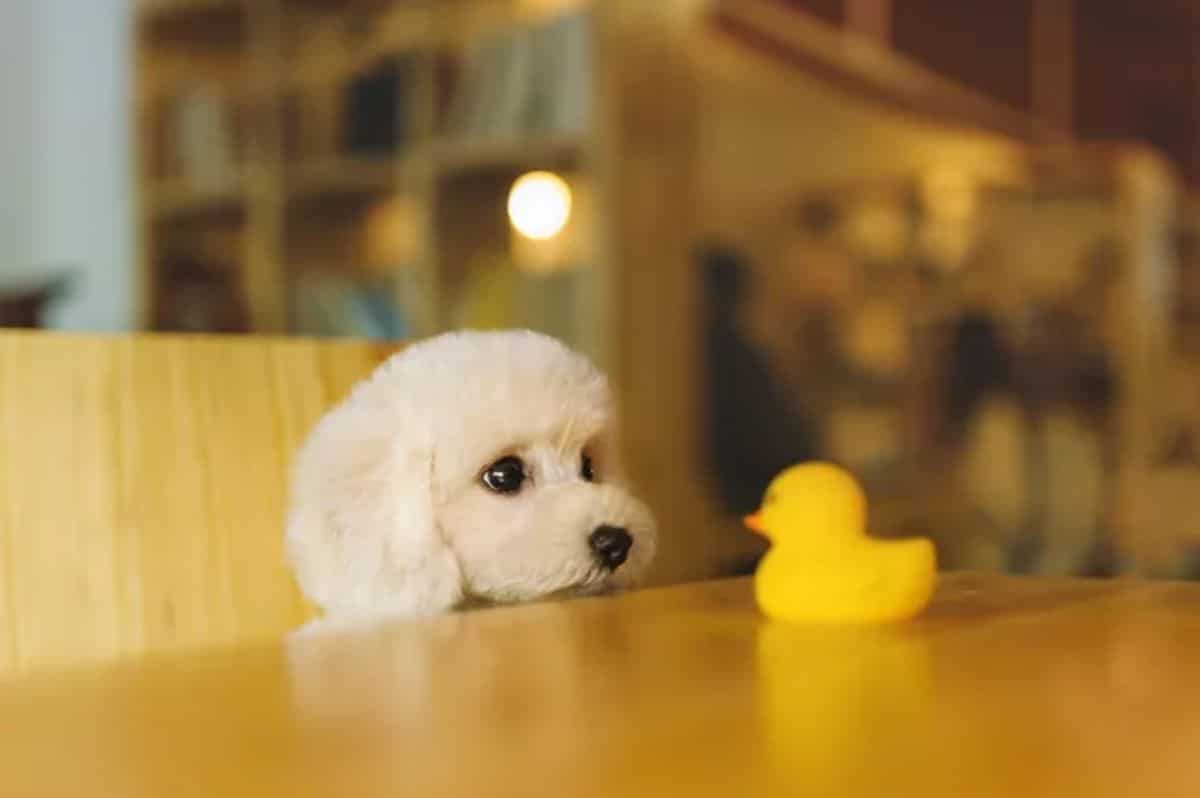 small fluffy white dog sitting on a chair at a wooden table and staring at a yellow rubber duck on it