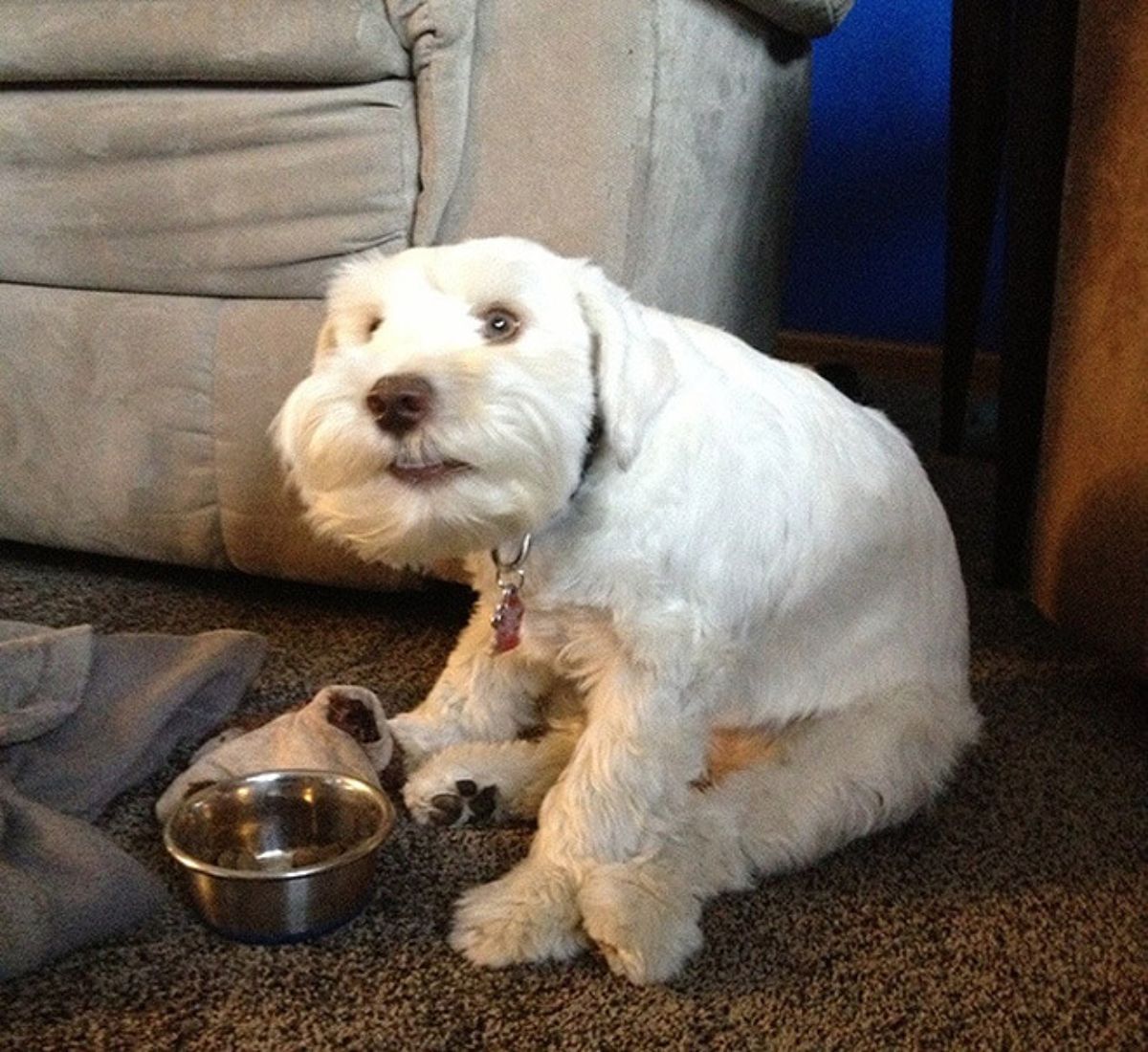 small fluffy white dog sitting on its haunches in front of a small silver food bowl