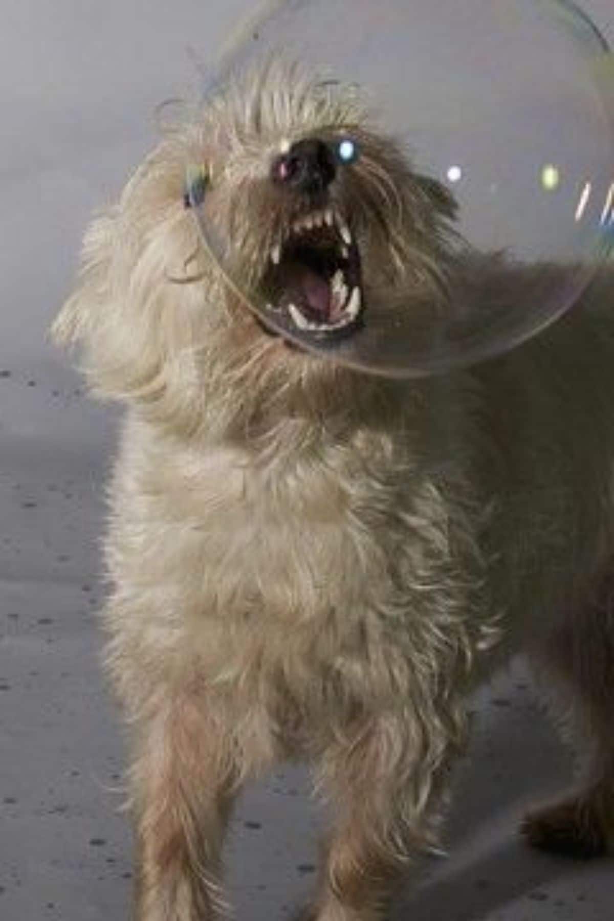 small fluffy white dog trying to bite a giant bubble