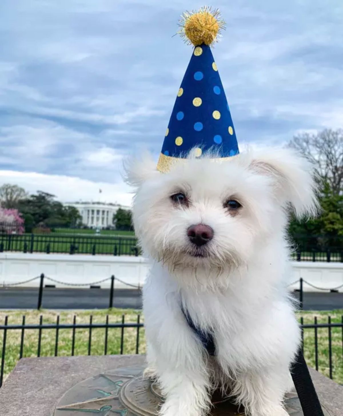 small fluffy white dog wearing a blue hat with white and blue polka dots and a gold pompom