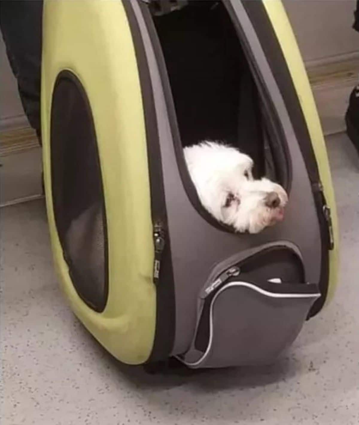 small fluffy white dog with the head peeking out of a green grey and black dog carrier on the floor of a train