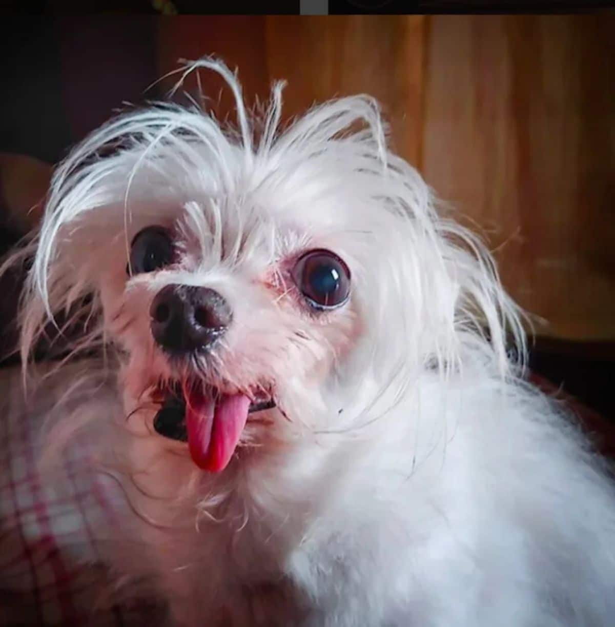 small fluffy white dog with the tongue hanging out the side