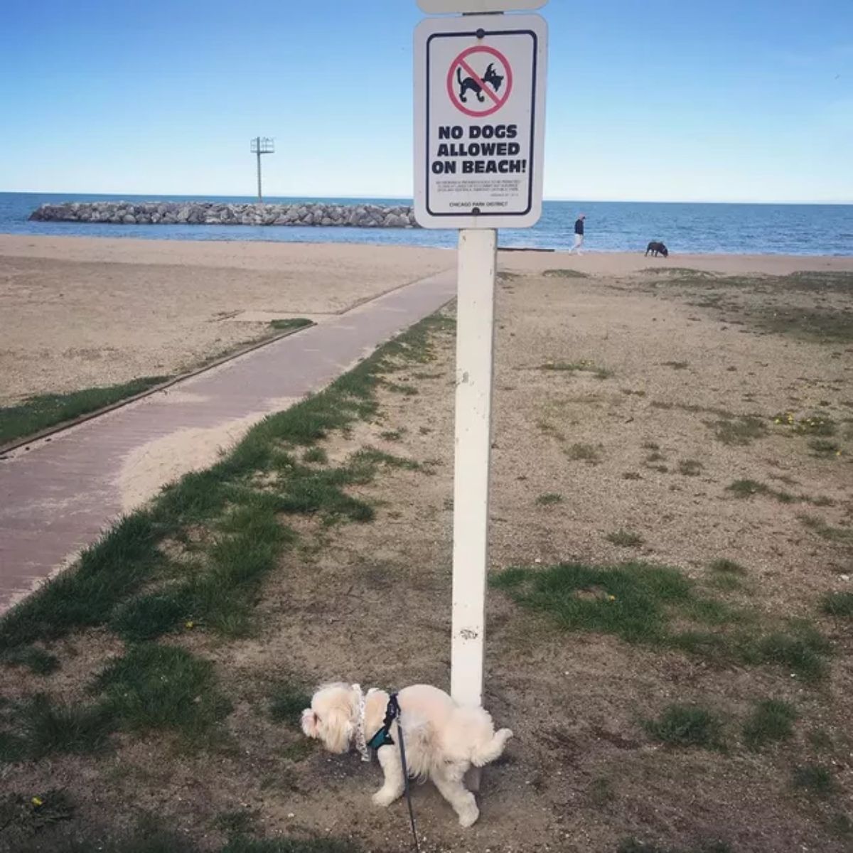 small fluffy white havanese urinating on the pole holding a NO DOGS ALLOWED ON BEACH sign on the beach