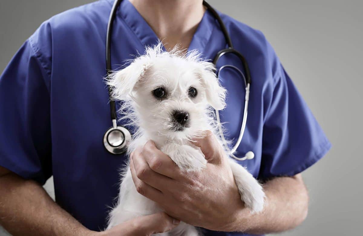 small fluffy white puppy held by a vet in blue scrubs