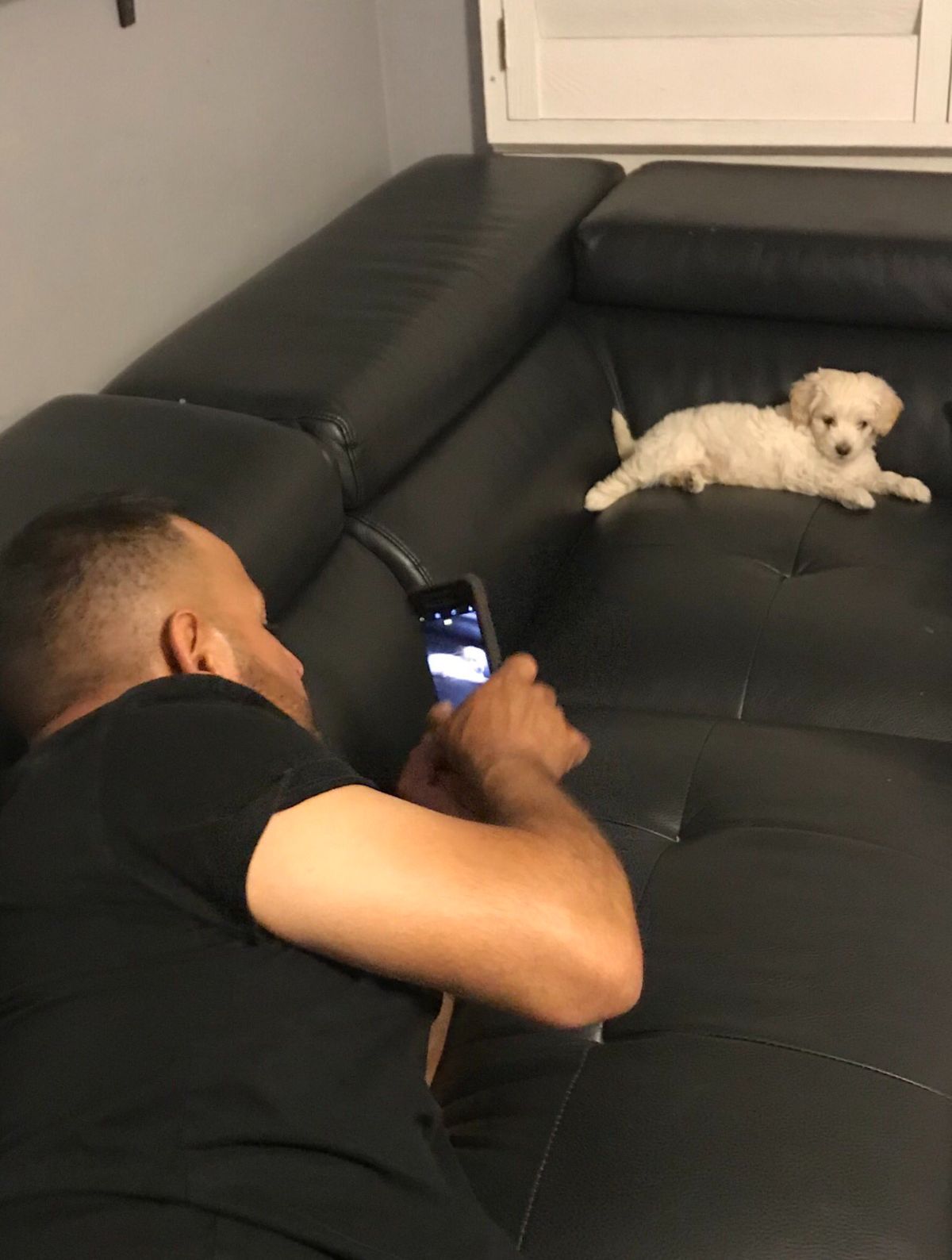 small fluffy white puppy laying on one corner of a black sofa with a man at the other end trying to take a photo of the puppy
