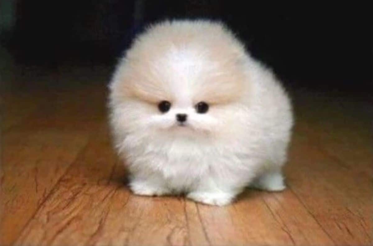 small fluffy white puppy standing
