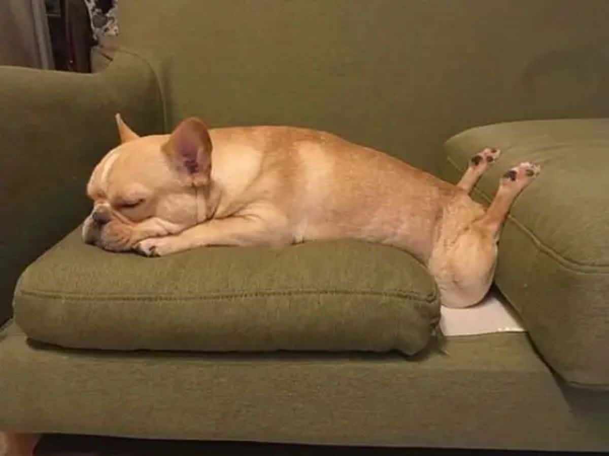 small sleeping brown dog on a green sofa with the back legs bent at the knees and the paws facing up