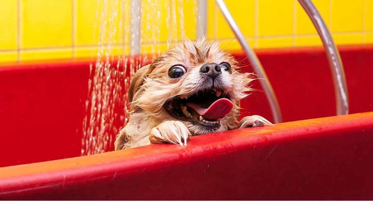 small wet brown dog getting washed with a showerhead in a red tub