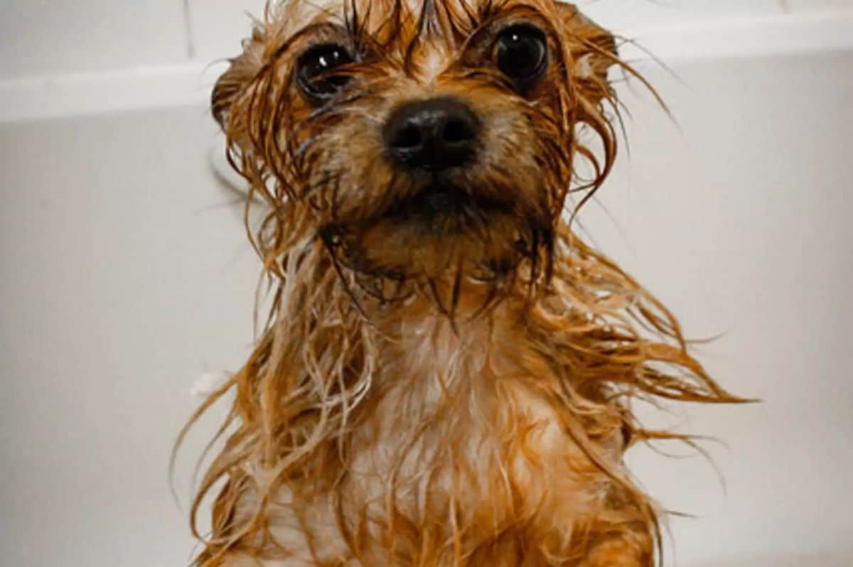 small wet brown dog in a white bathtub
