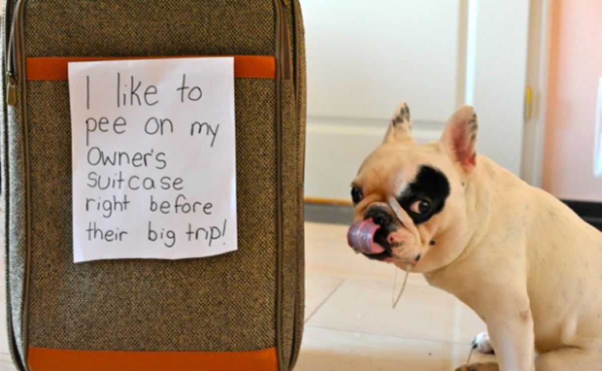 small white and black dog next to grye luggage with a sign saying the dog pees on the suitcase before the trip