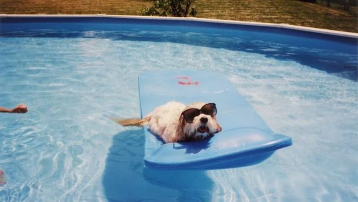 small white and brown dog wearing black sunglasses laying on a green pool float in a swimming pool