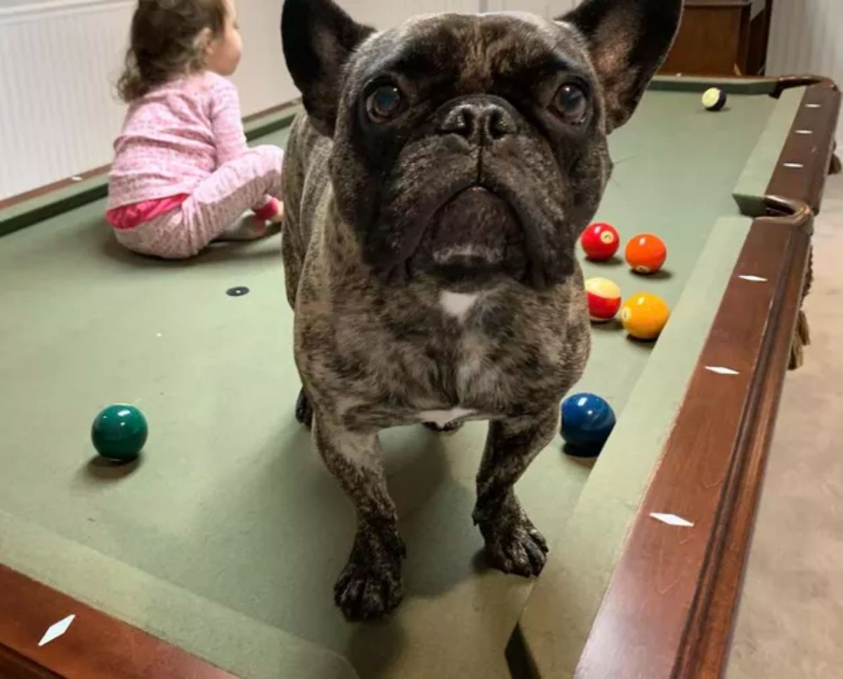 small white black and brown brindle dog standing on a green pool table with a little girl in pink pyjamas on the table