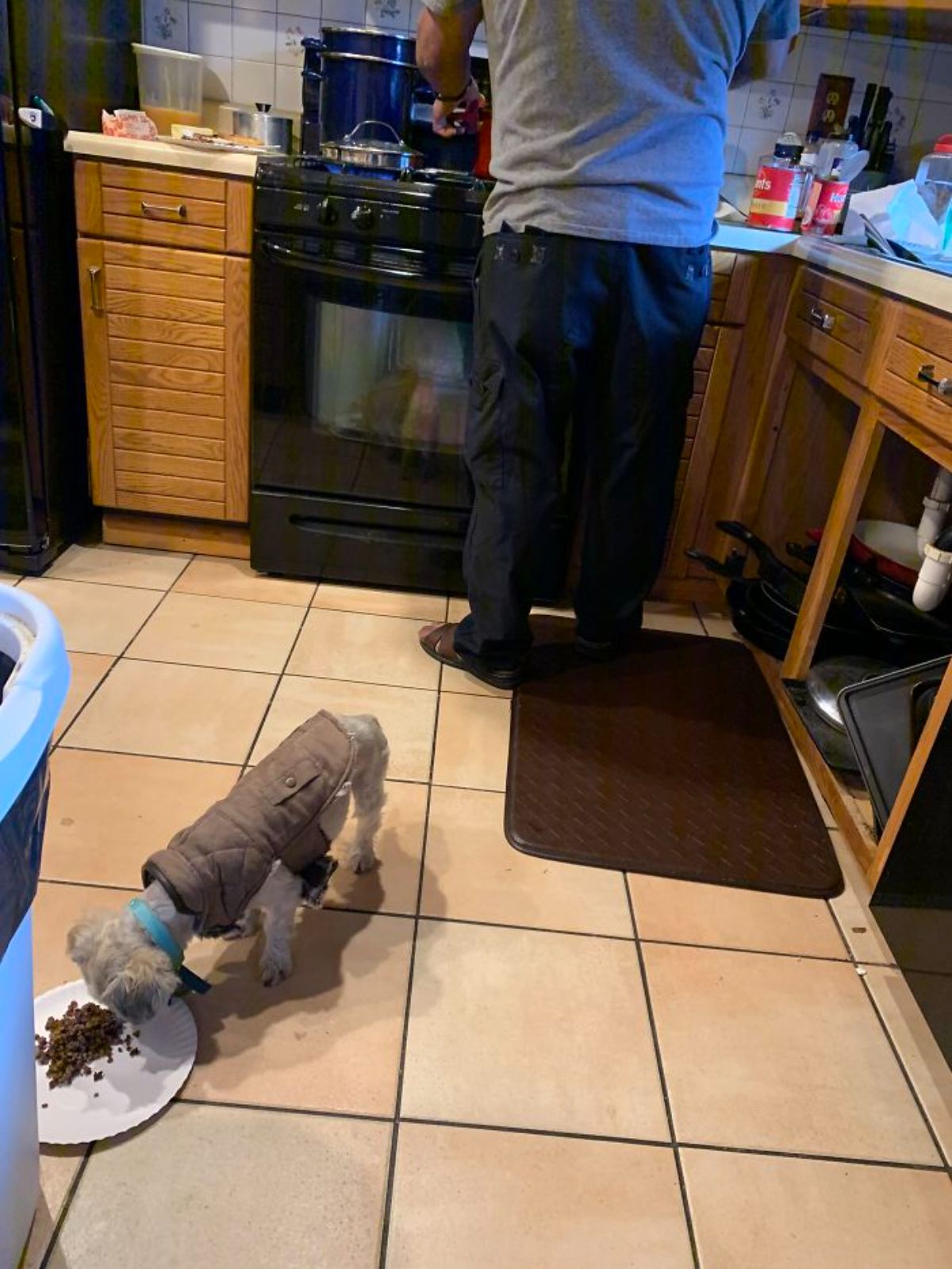 small white dog wearing a brown coat eating food on a white paper plate while an old man is cooking behind the dog