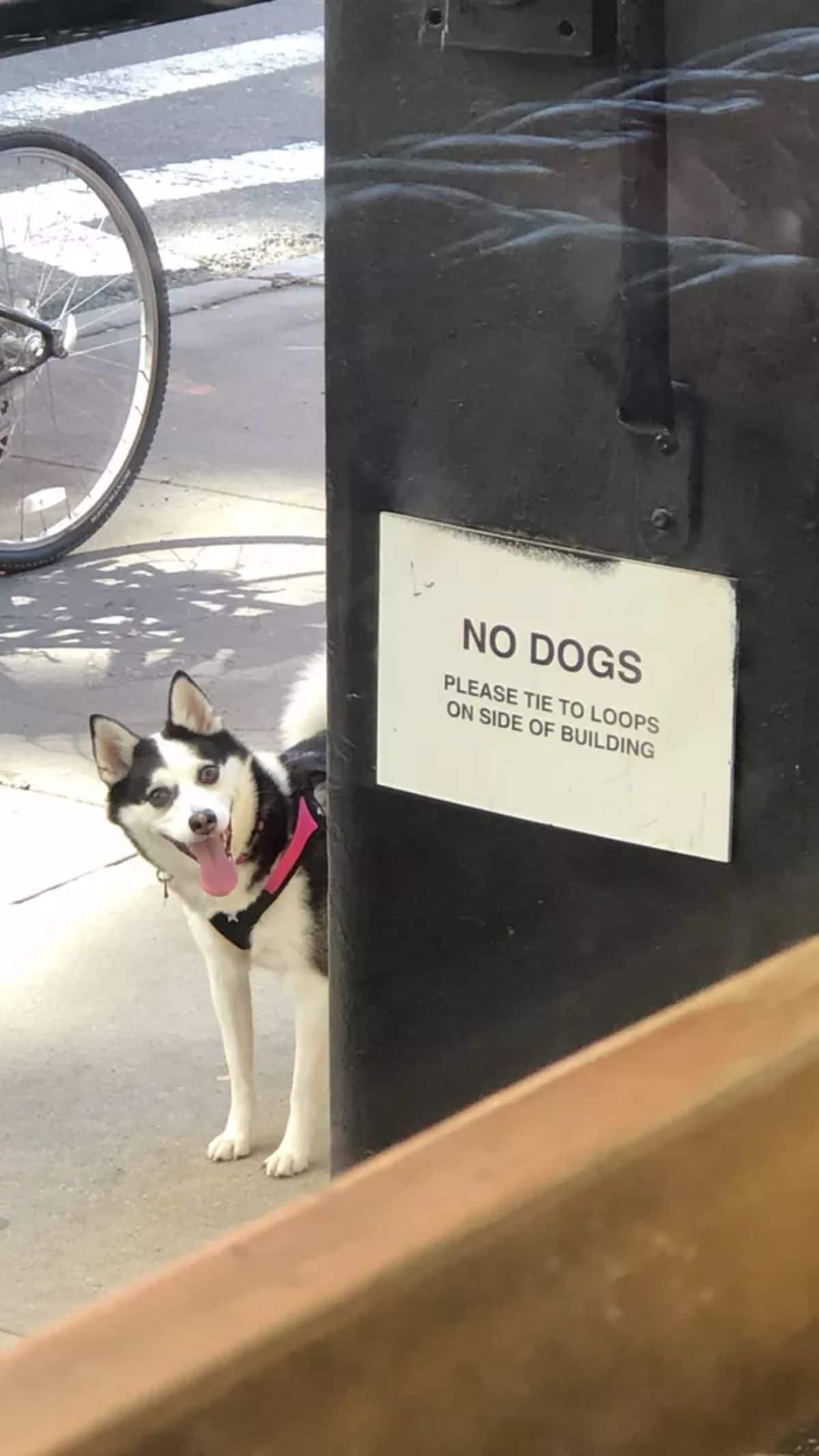 smiling black and white husky peeking around a corner with a sign saying NO DOGS