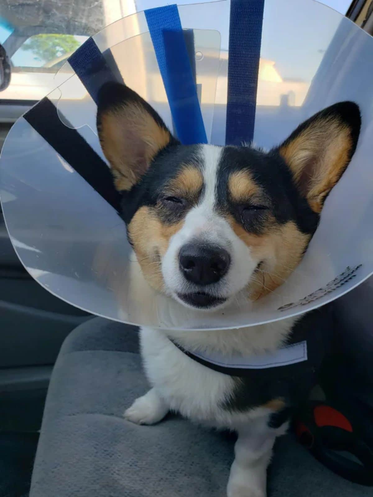 smiling black brown and white corgi wearing a plastic cone collar with the eyes closed sitting ina car