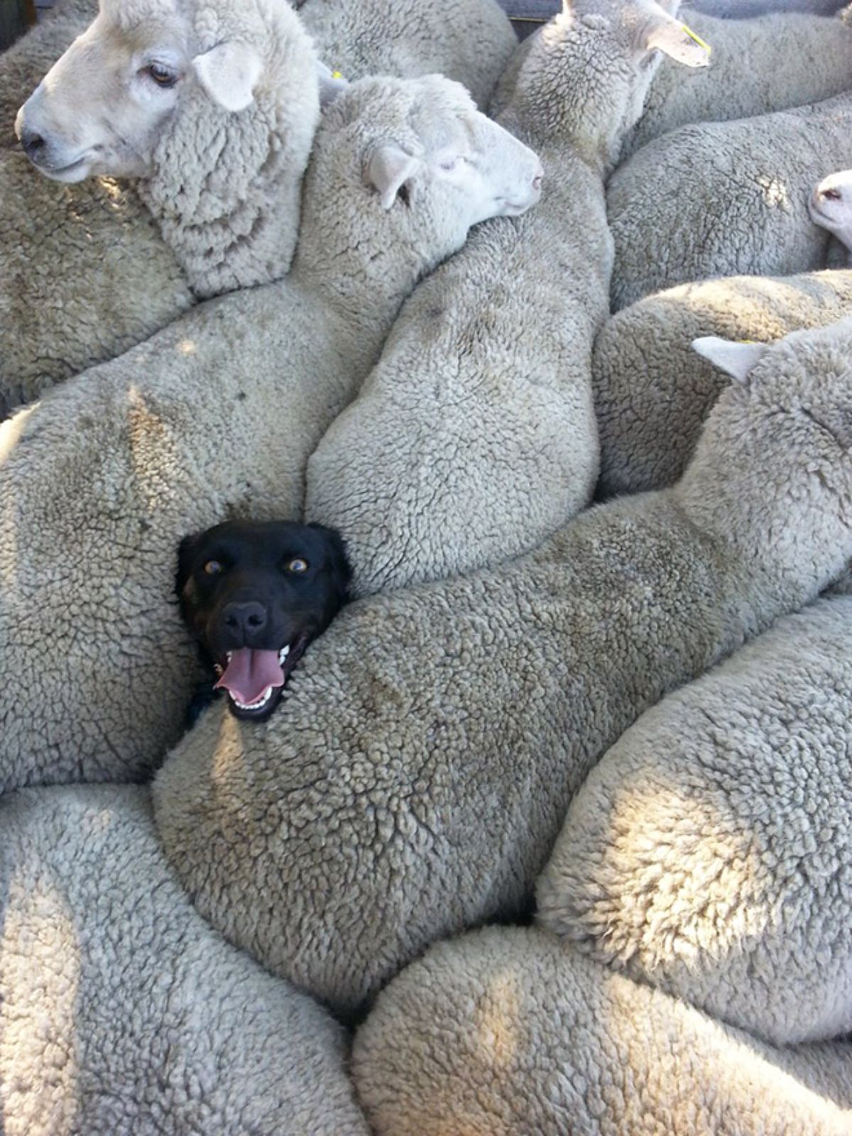 smiling black dog's face showing through a group of white sheep
