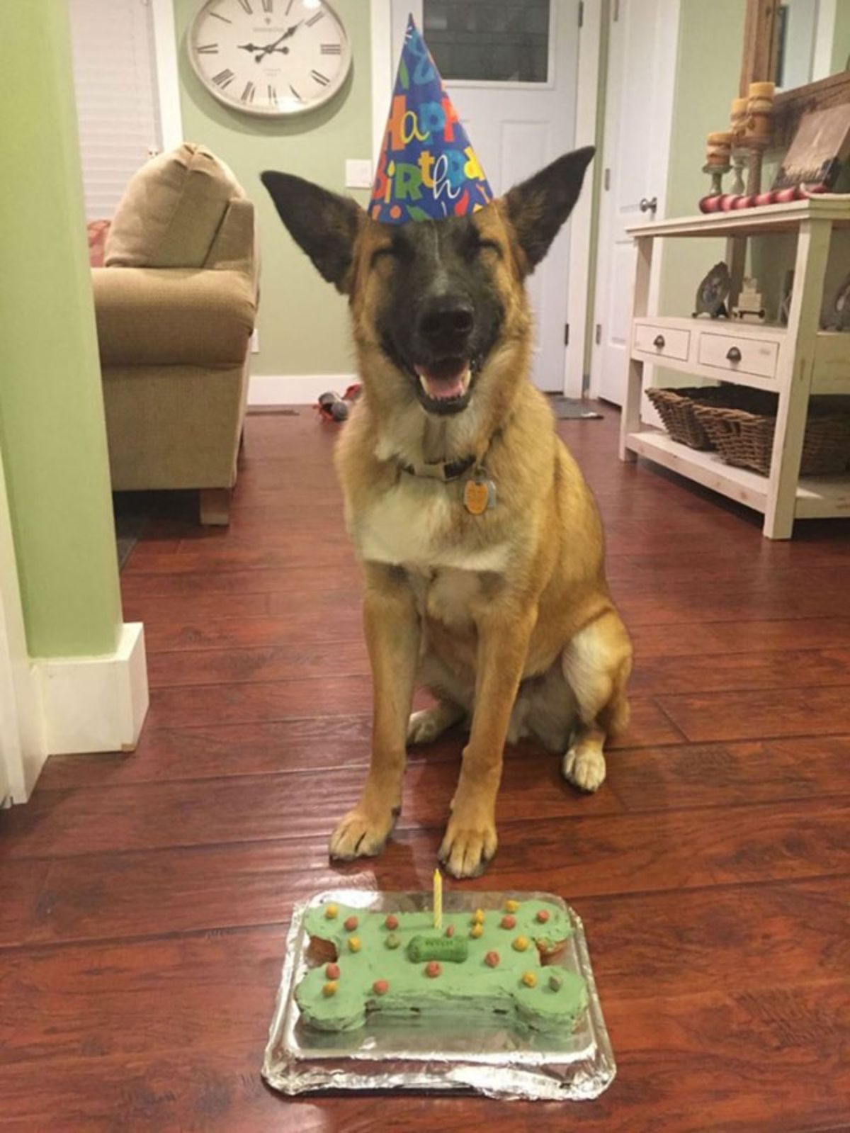 smiling brown and black dog wearing a colourful birthday party hat sitting in front of a blue bone-shaped birthday cake