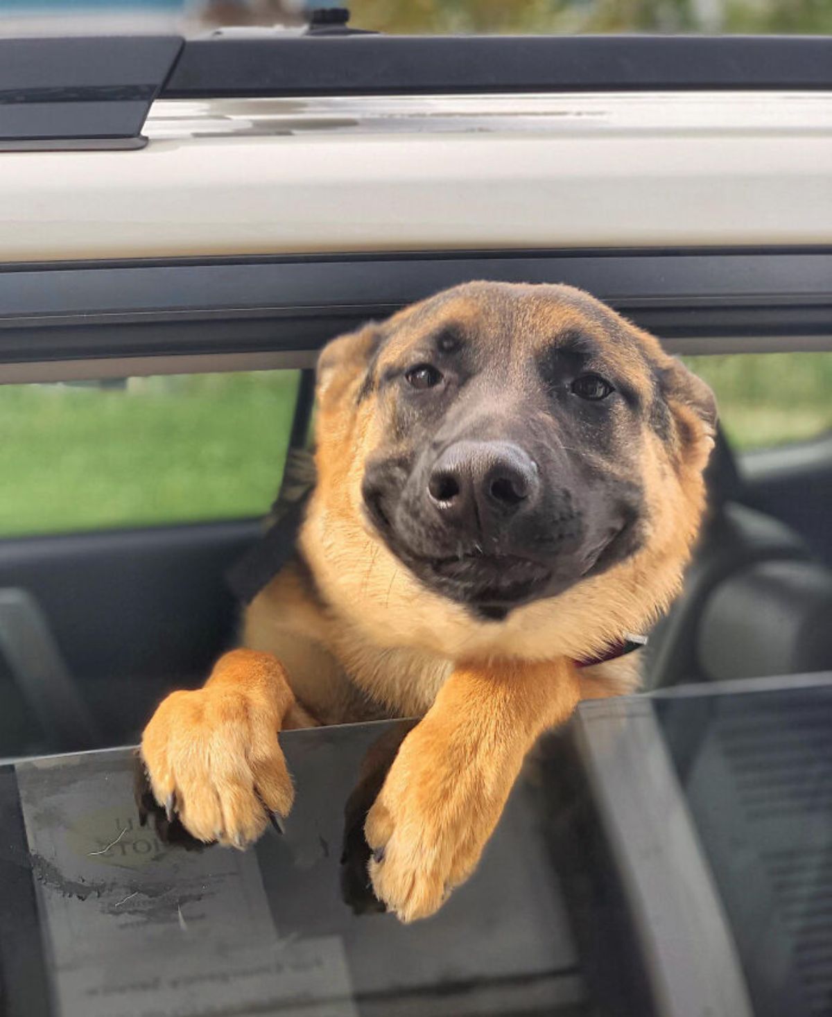 smiling brown and black german shepherd leaning out of a black vehicle