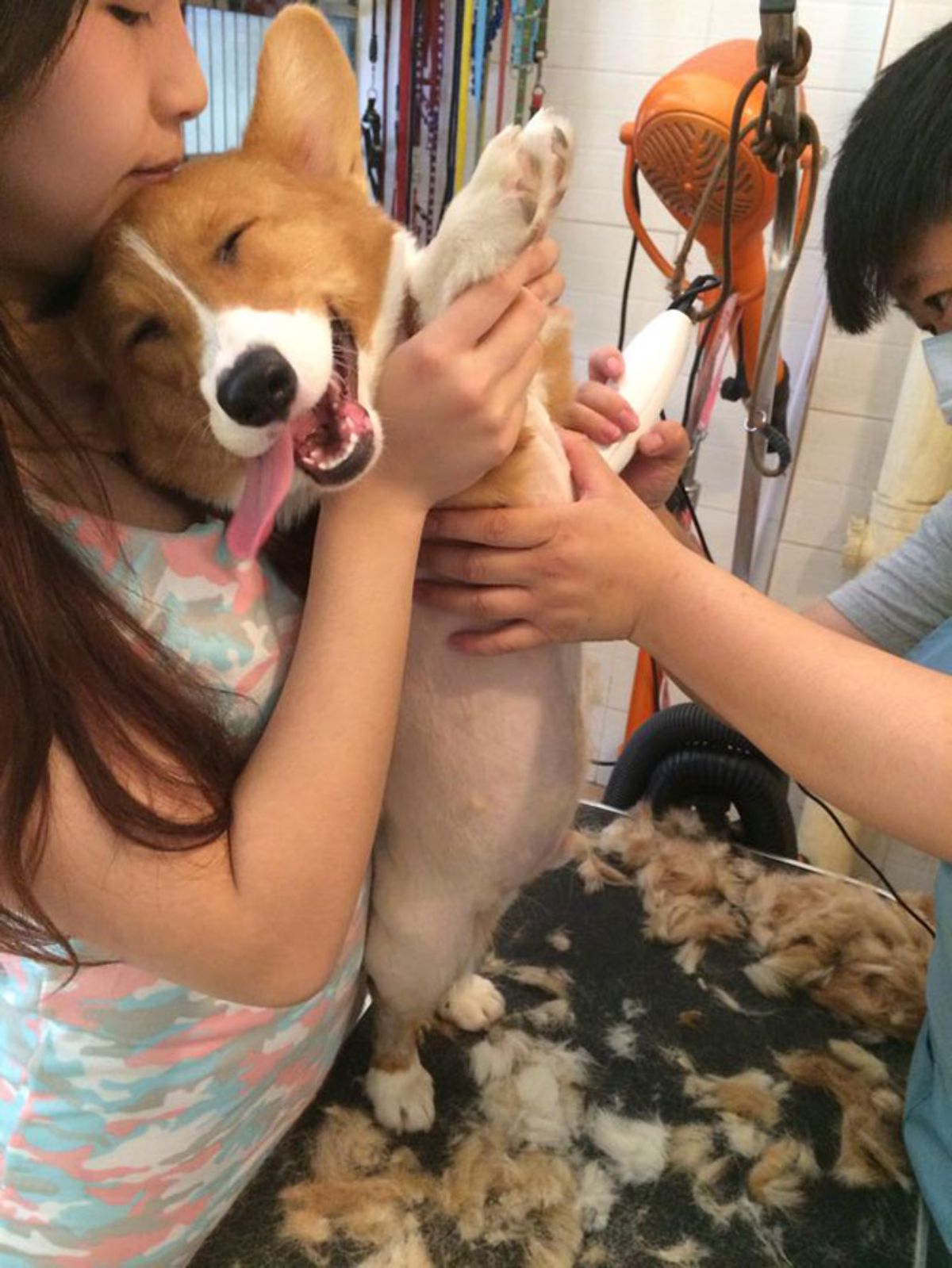 smiling brown and white corgi held up by someone while the dog's being shaved