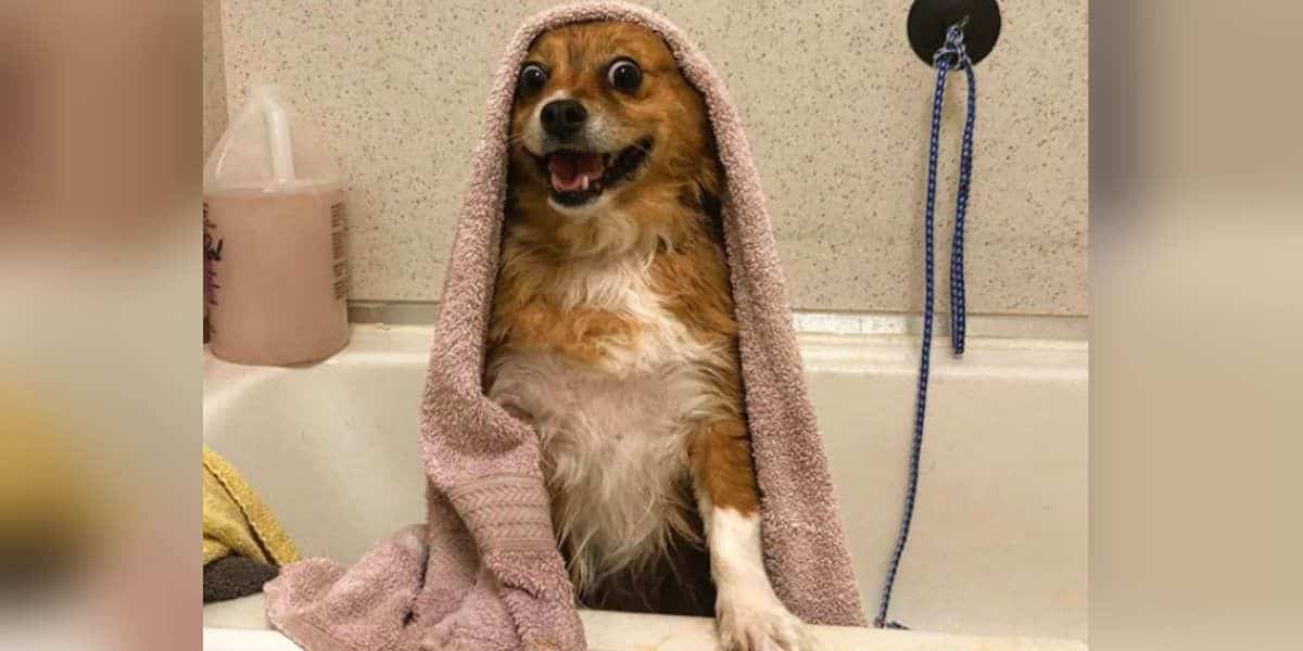 smiling brown and white dog in a bathtub with a brown towel over it