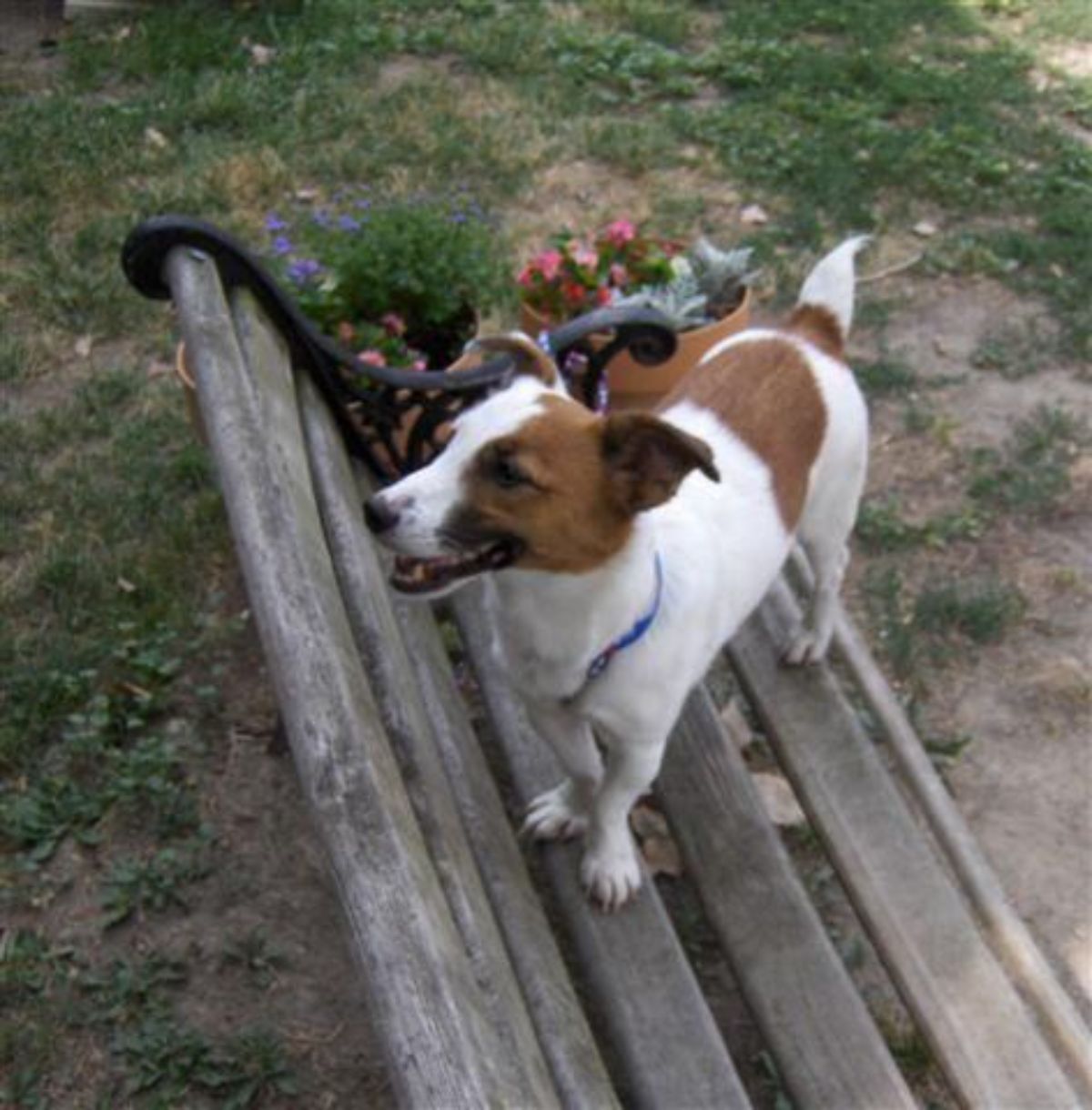 smiling brown and white dog standing on a wooden park bench