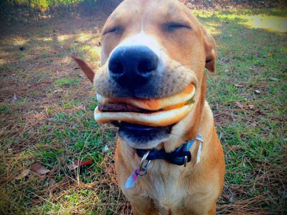 smiling brown and white dog with a burger in its mouth