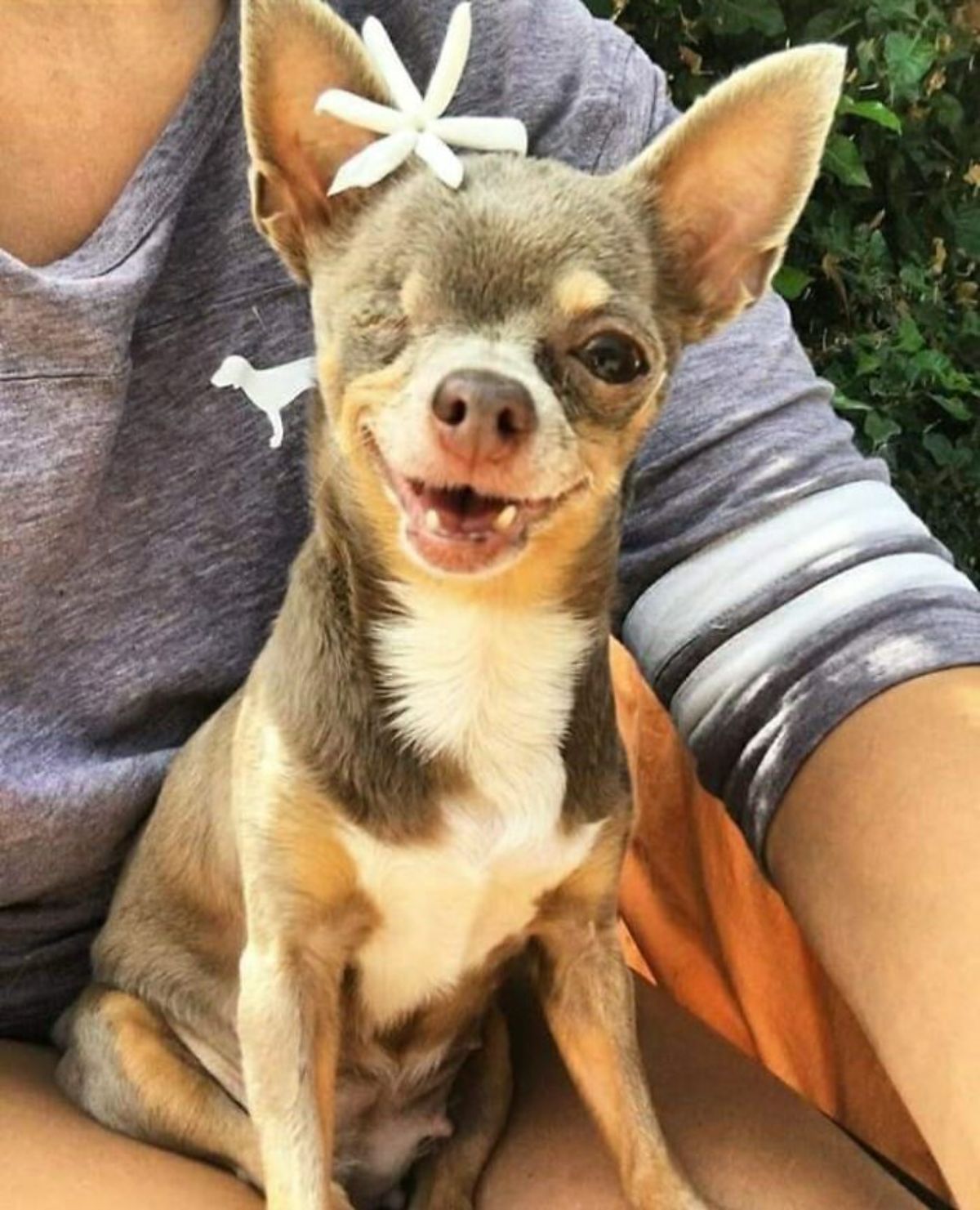 smiling brown and white one-eyed chihuahua with a white flower on the head being cuddled by someone